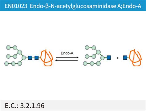 Endo β N Acetylglucosaminidase A Endo A