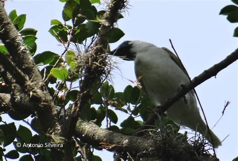 Procnias Nudicollis Arapongabare Throated Bellbird A Última Arca