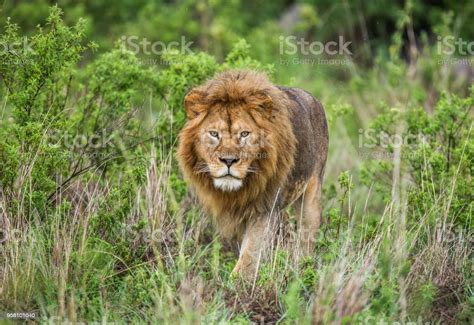 Portrait Of The Big Male Lion In The Grass Stock Photo Download Image