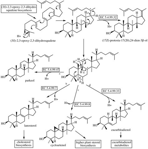 Lanosterol Biosynthesis