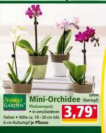 Mini Orchidee Aanbieding Bij Norma Duitsland Folders Nl