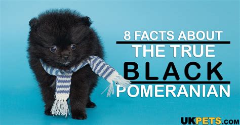 8 Facts About the True Black Pomeranian | UKPets