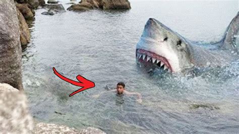 Top 5 Scary Megalodon Encounters That Prove It Exists Youtube