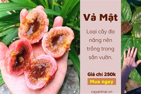 Vả Mật - loại cây đa năng, không chỉ ăn NGON NHƯ MẬT mà còn có CÔNG ...