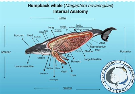 Humpback Whales Anatomy