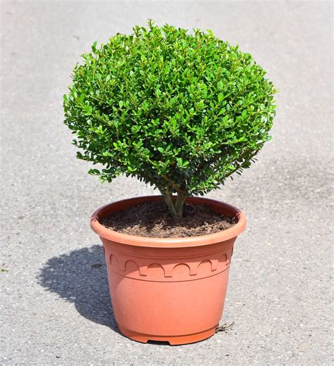 Berg Ilex Glorie Dwarf ® Ilex Crenata Glorie Dwarf Günstig Kaufen