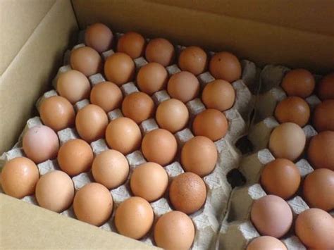 Farm Fresh Country Chicken Eggs At ₹ 7box Nataraj Nagar