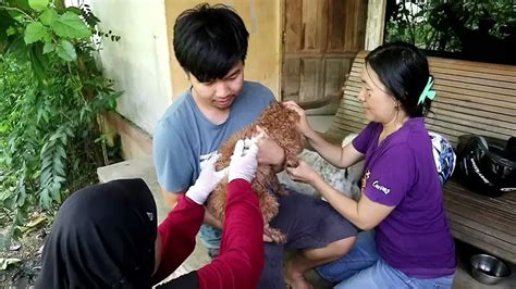 Waspada Provinsi Di Indonesia Menjadi Endemic Rabies