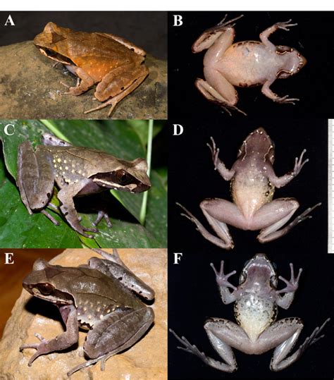 Megophrys Major A F Referred Specimens From Manipur A And B An