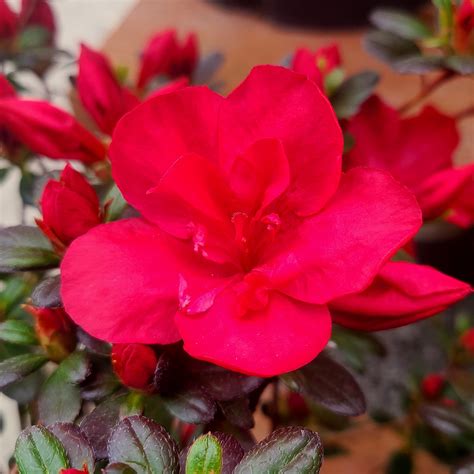 Azalea 'Mother's Day' - 2 gallon – Farmington Gardens