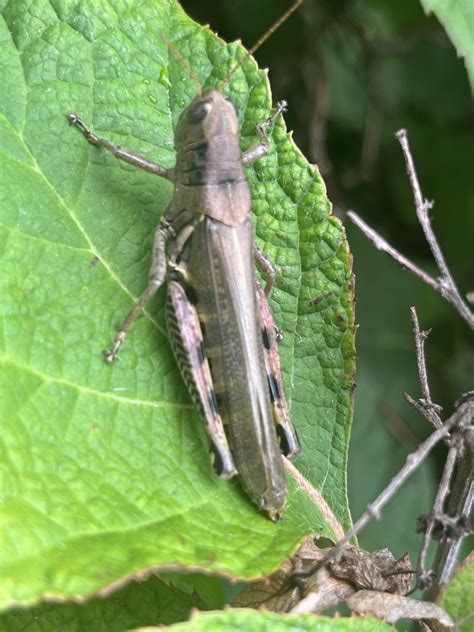 North American Spur Throated Grasshoppers From University Of Maryland