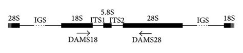 Organization Of Eukaryotic Tandemly Repeated RDNA Clusters 18S 5 8S