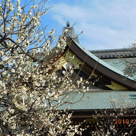 Yushima Tenjin Ume Blossom Matsuri All You Need To Know Before You Go