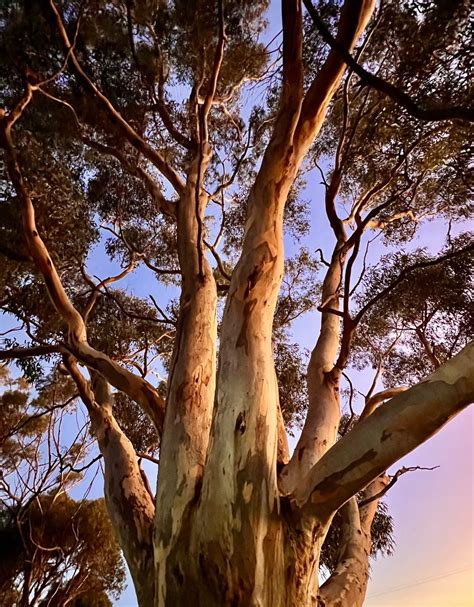 Dr Desir E Kozlowski On Twitter Rt Arborsmarty Twilight Zone