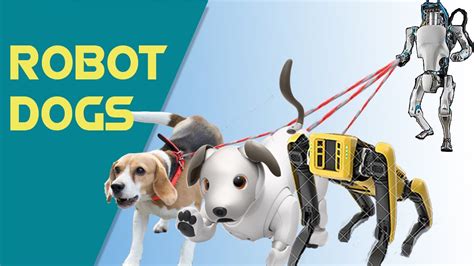 Watch the World's Most Advanced Robot Dogs in Action! - YouTube