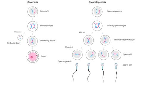 Memahami Proses Serta Perbedaan Spermatogenesis Dan Oogenesis Pada Manusia Klinik Vita Medika