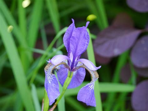 English Garden Flowers on Behance