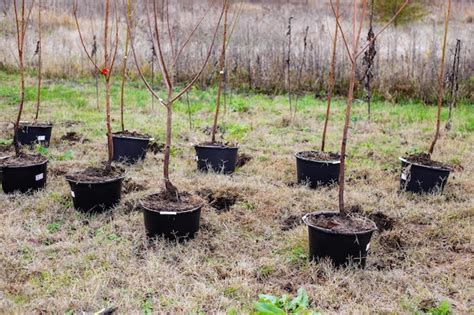 Plántulas de árboles frutales plantadas en contenedores de cultivo de