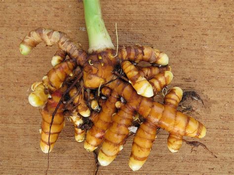 Curcuma Longa Turmeric Cooking Traditional Medicine