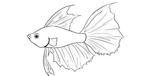 Betta Fish Coloring Pages Best Coloring Pages For Kids Fish