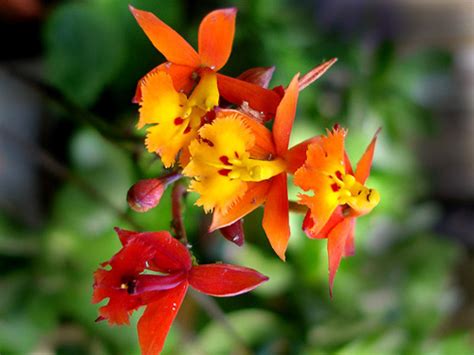 Epidendrum Radicans Live Plant Photos The Field Museum