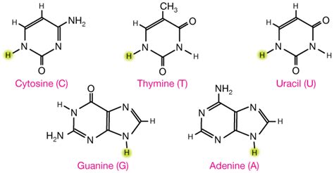 Structure Of Nucleotide Bases