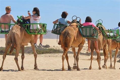 Gran Canaria Exclusivité Gran Canaria Balade à Dos De Chameau Dans