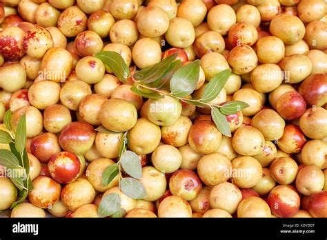 Jujube Ziziphus Jujuba Also Called As Chinese Apple Fruits On A Local