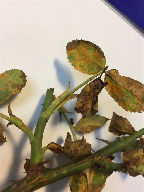 Pest Alert Rust On Roses N C Cooperative Extension