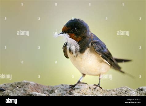 Hirondelle Nest Hi Res Stock Photography And Images Alamy