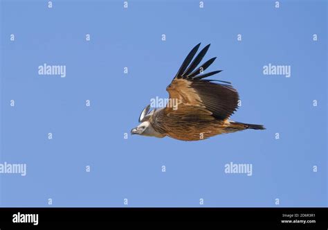 Griffon Vulture Gyps Fulvus Flying Vulture In Flight Soaring Over