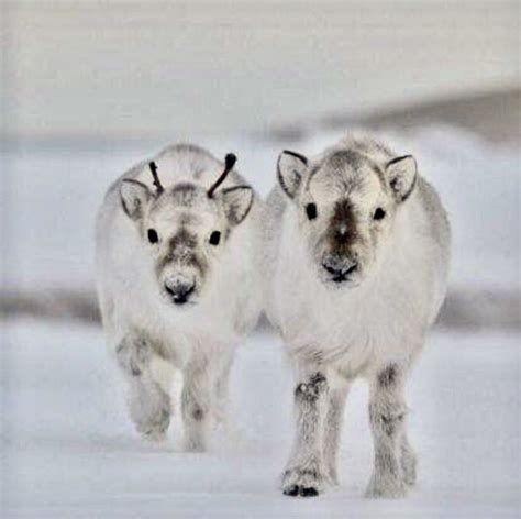 Two Adorable Roly Poly Baby Reindeer Cute Animals Cute Baby Animals