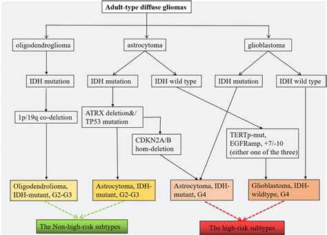 The Schematic Diagram Of Adult Diffuse Glioma Classification In Our