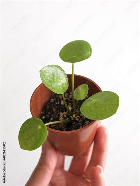 Kulbir Photos Images Assets Adobe Stock Chinese Money Plant