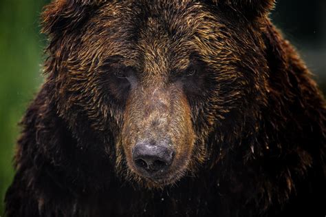 Bears Brown Bears Black And White Snout Hd Wallpaper Rare Gallery