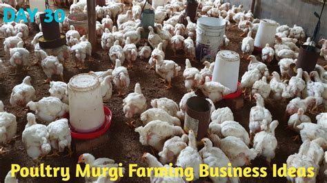 Poultry Farming Business Ideas L How To Start Poultry Farming Business