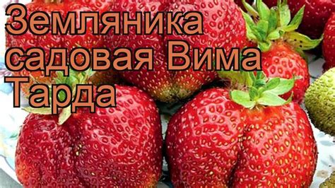 Земляника садовая Вима Тарда (vima tarda) 🌿 обзор: как сажать, рассада ...
