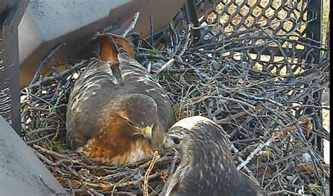 Laura's Birding Blog: Cornell Lab's Red-tailed Hawk Nest Cam