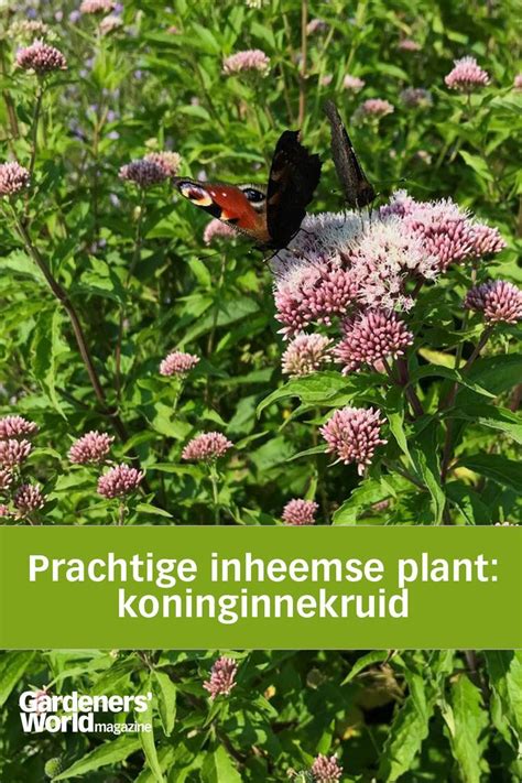 Prachtige Inheemse Plant Koninginnekruid Eupatorium Cannabinum