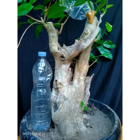 Jual Bahan Bonsai Wahong Gunung Original Dongkelan Shopee Indonesia