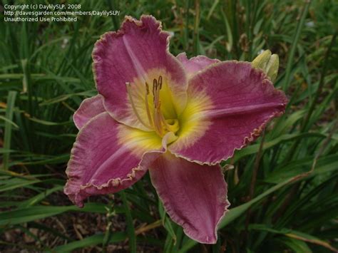 Plantfiles Pictures Daylily Lady Khan Hemerocallis By Daylilyslp