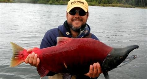 What Is The Healthiest Fish