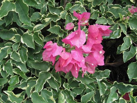 Bougainvillea Variegated Pink — Vintage Green Farms With Tom Piergrossi