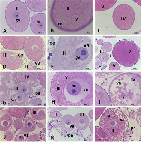 Comparative Histological Analysis Of Ovary Sections Of Rhipicephalus