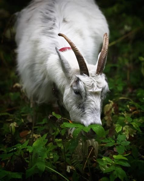 Breed Profile: Finnish Landrace Goat - Backyard Goats