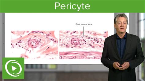 Pericyte: Definition, Structure & Function – Histology | Lecturio - YouTube