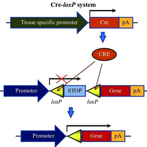 Schematics Of The Cre Loxp Recombination System Download Scientific