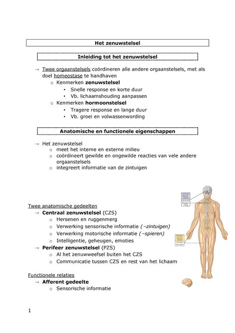 Anatomie Samenvatting Het Zenuwstelsel Inleiding Tot Het Zenuwstelsel