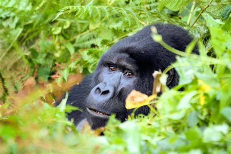 How To Get To Bwindi From Kigali Eco Adventure Safaris