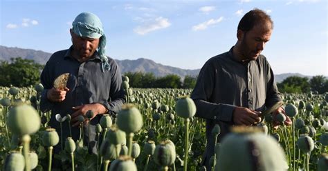 Producţia de opiu în Afganistan a scăzut cu 95% după ce talibanii au ...